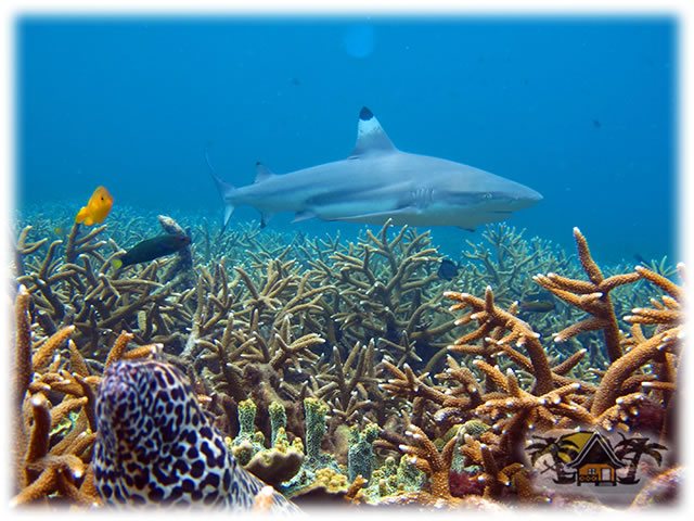 Under Water world Part 2
