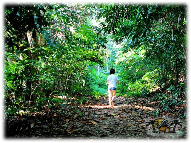 Jungle Tracking Part 1