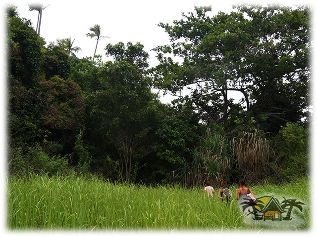 Jungle Tracking Part 3